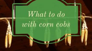 what to do with corn cobs